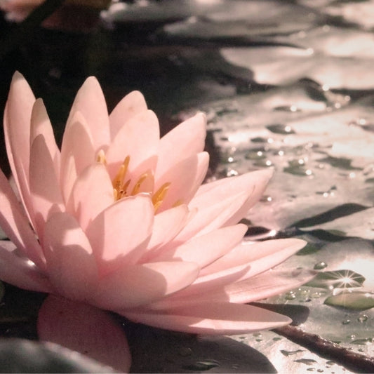 32 oz. Pure Cascade Aroma-Luxe Concentrated Mop Solution